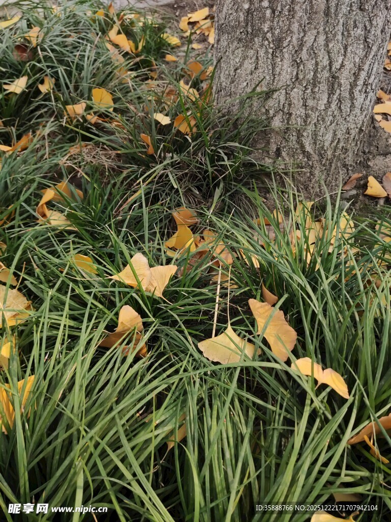 树下秋景黄叶覆于绿草间