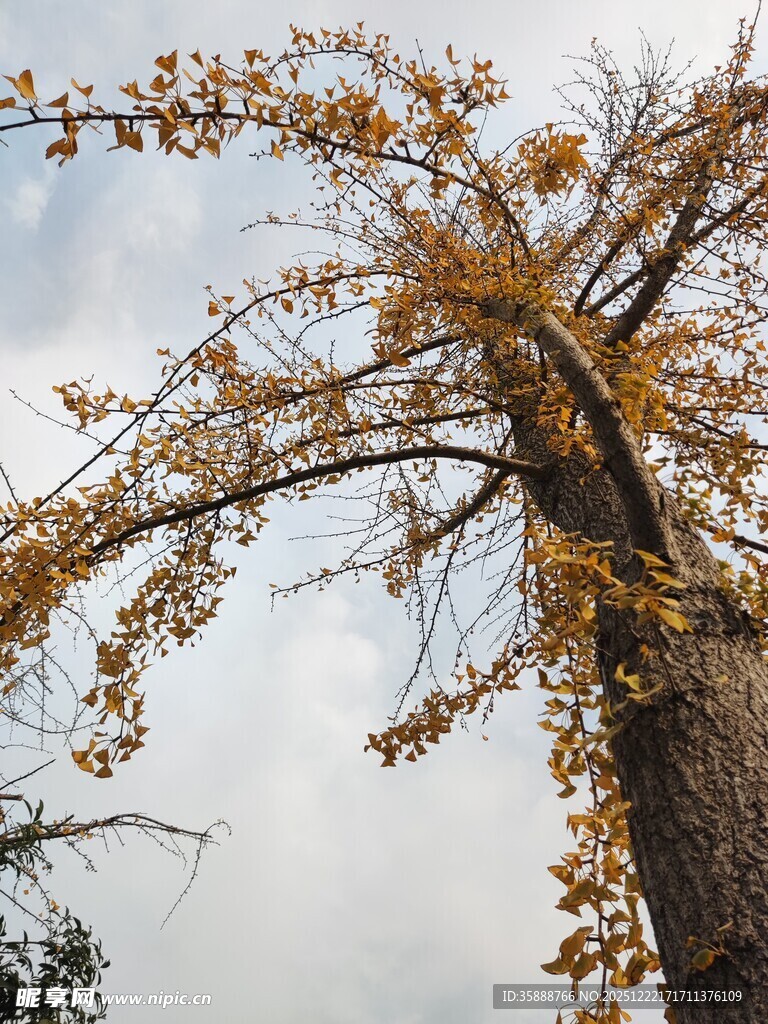 秋日银杏树枝干与黄叶