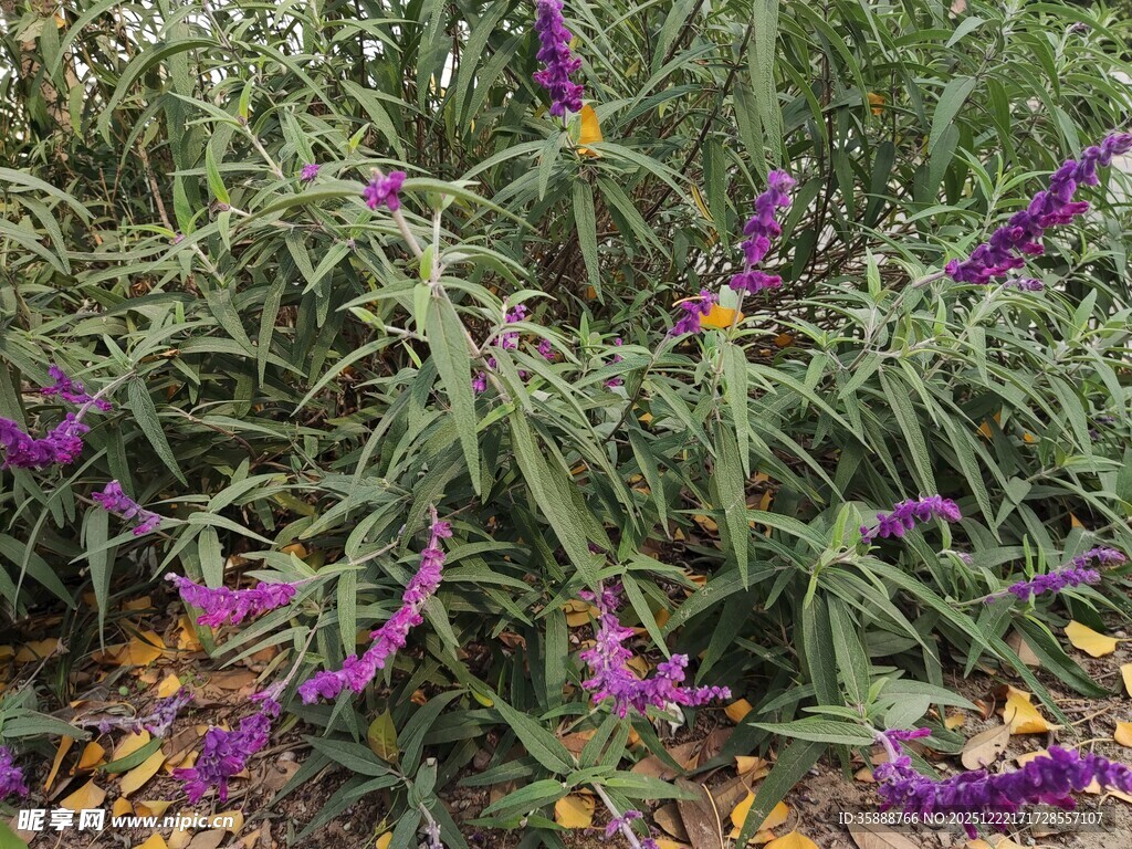 紫色花丛中的蝴蝶飞舞