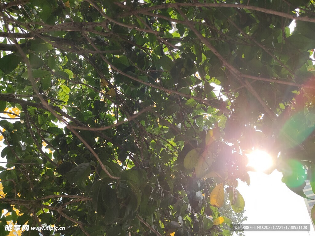 透过树叶的斑驳阳光