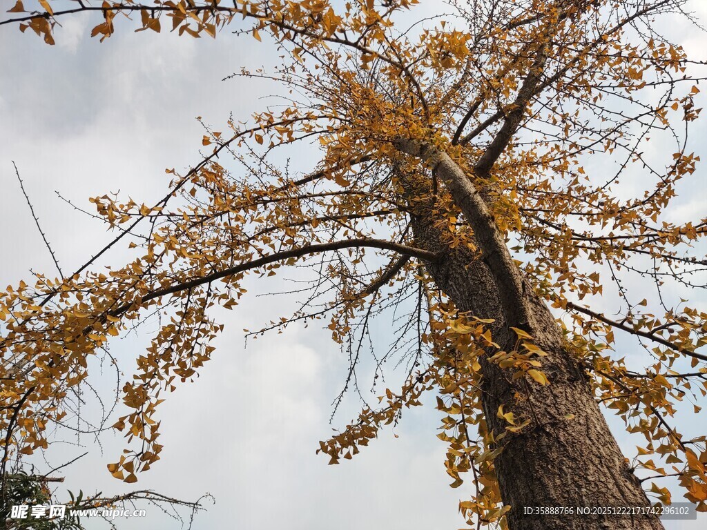 秋日银杏树枝叶金黄