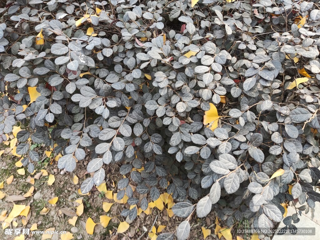 地面上的灰黑与黄色落叶