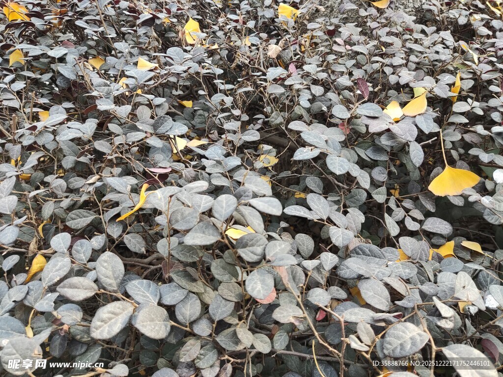 地面散落的枯叶与石子