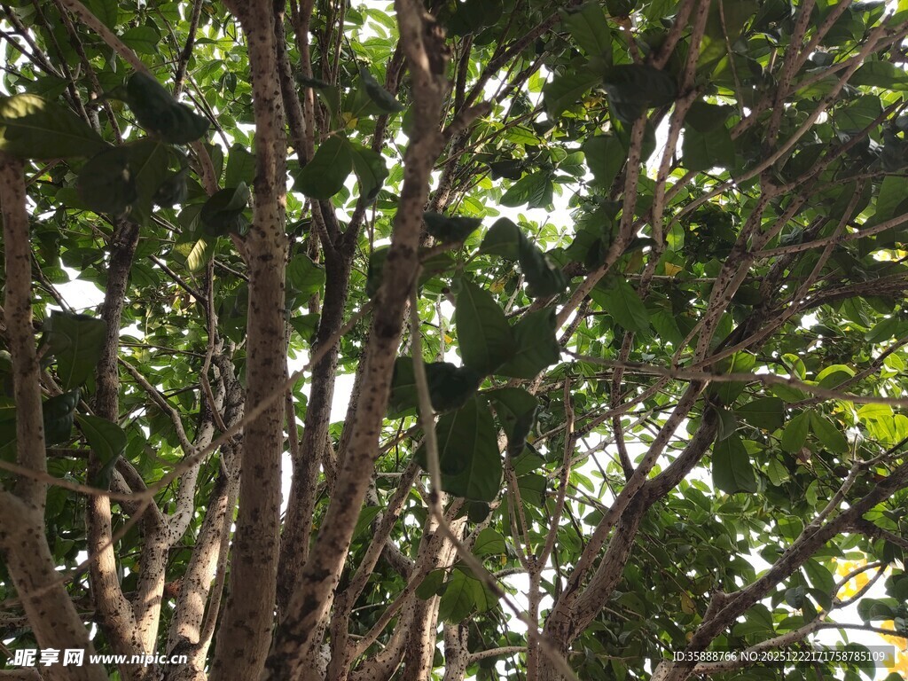 繁茂树林中的树干枝叶