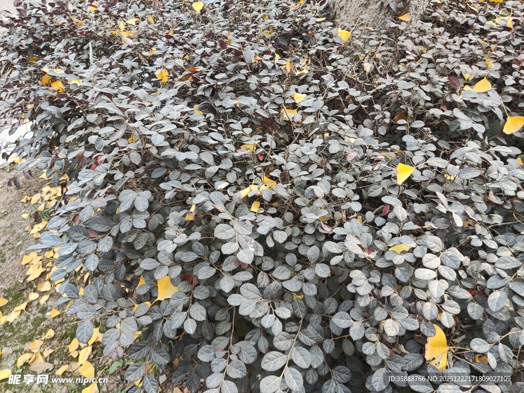 地面上的灰黑色落叶