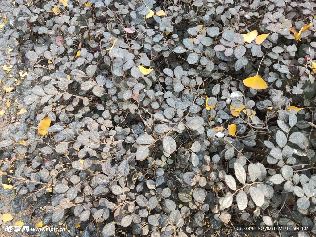 地面上的碎石与落叶