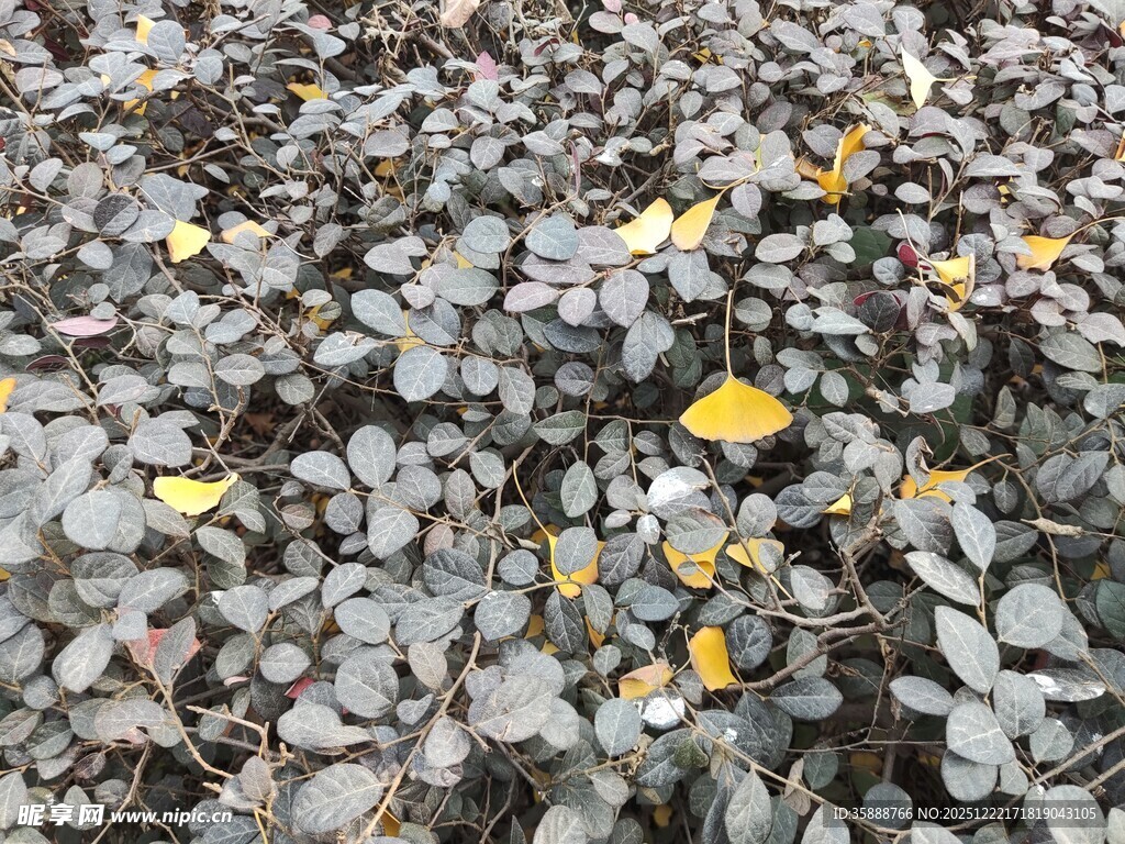 碎石上散落的黄色叶片