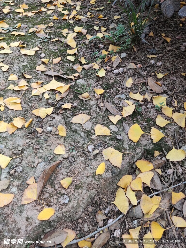 地面散落的金黄落叶