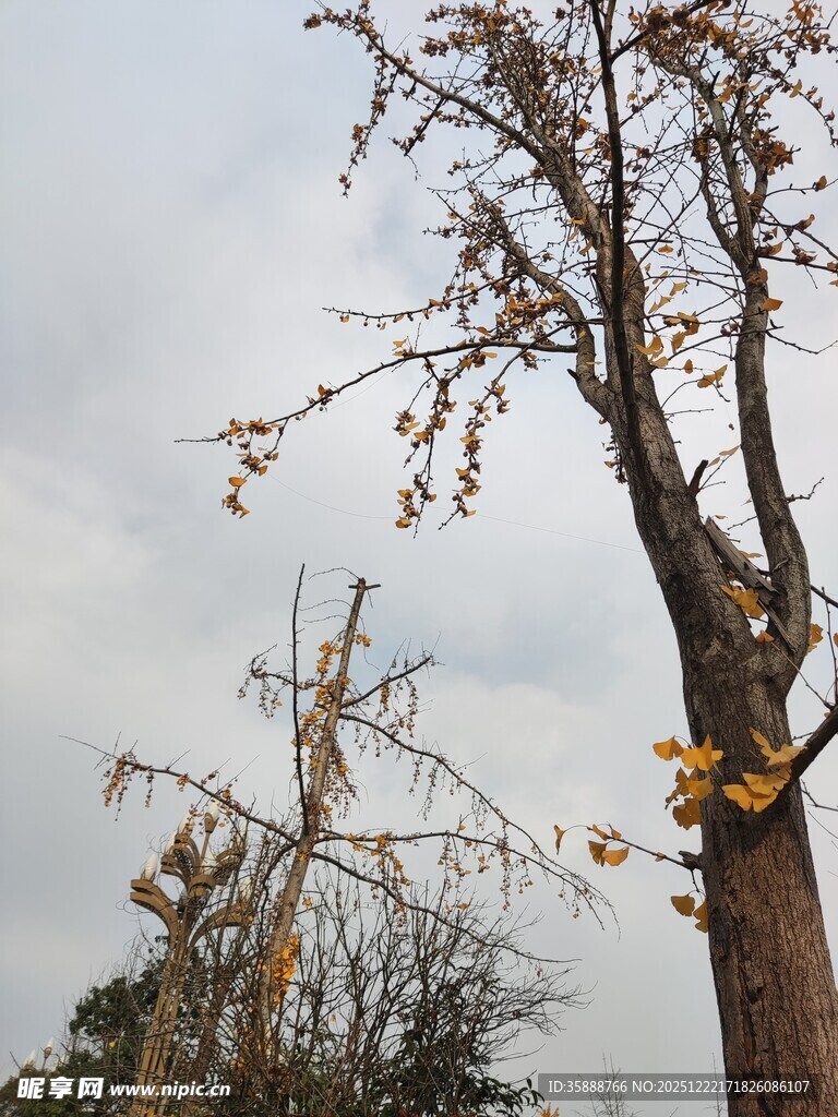 枯树挂果尽显萧瑟之美