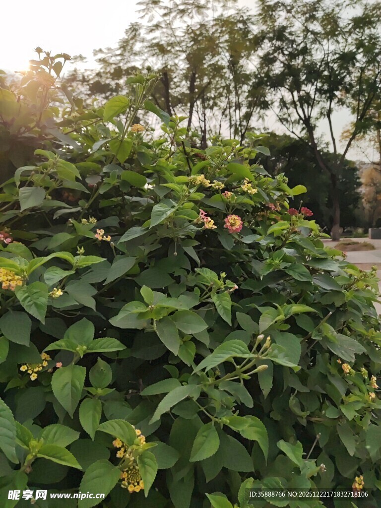 阳光下的繁茂绿植