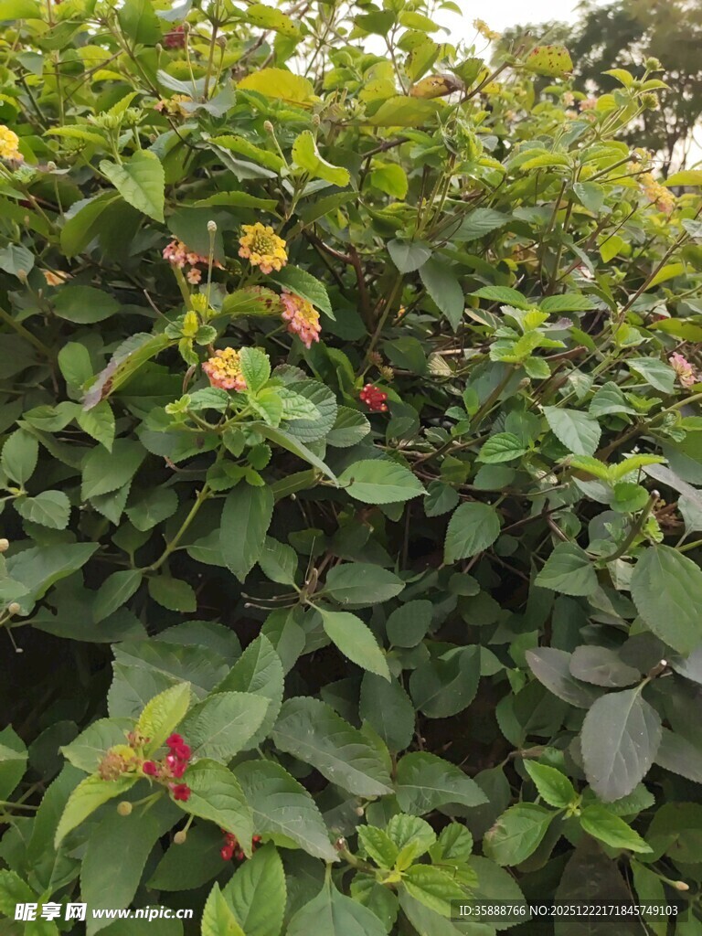 绿叶间的多彩果实