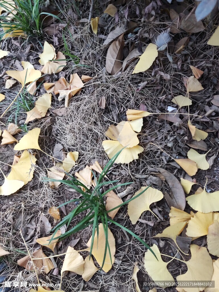 地上银杏落叶秋景图