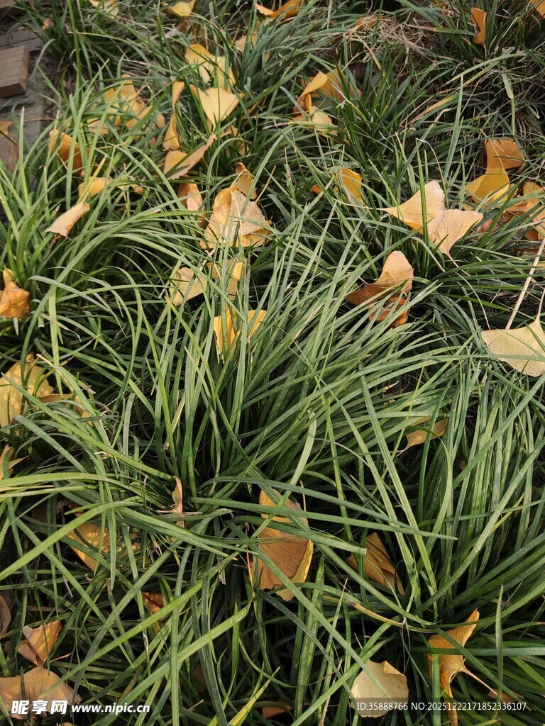 秋景中散落黄叶的绿植