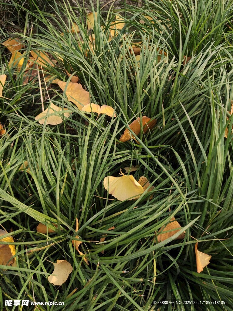 草丛中的金黄落叶