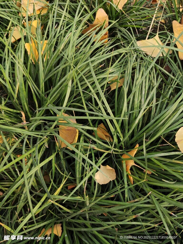翠绿草丛中的枯黄落叶