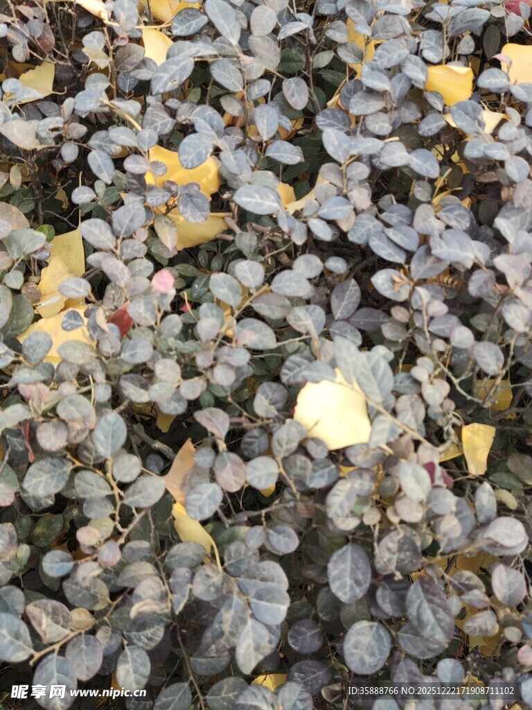 地面上的多彩落叶