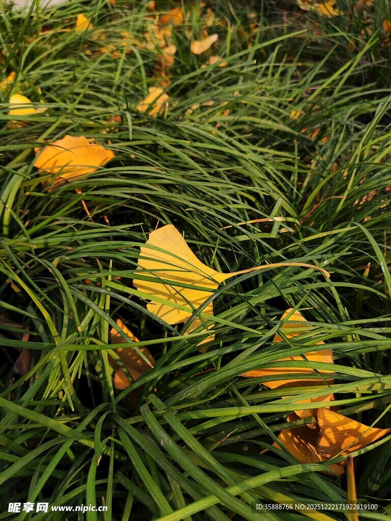 草丛中的金黄银杏叶