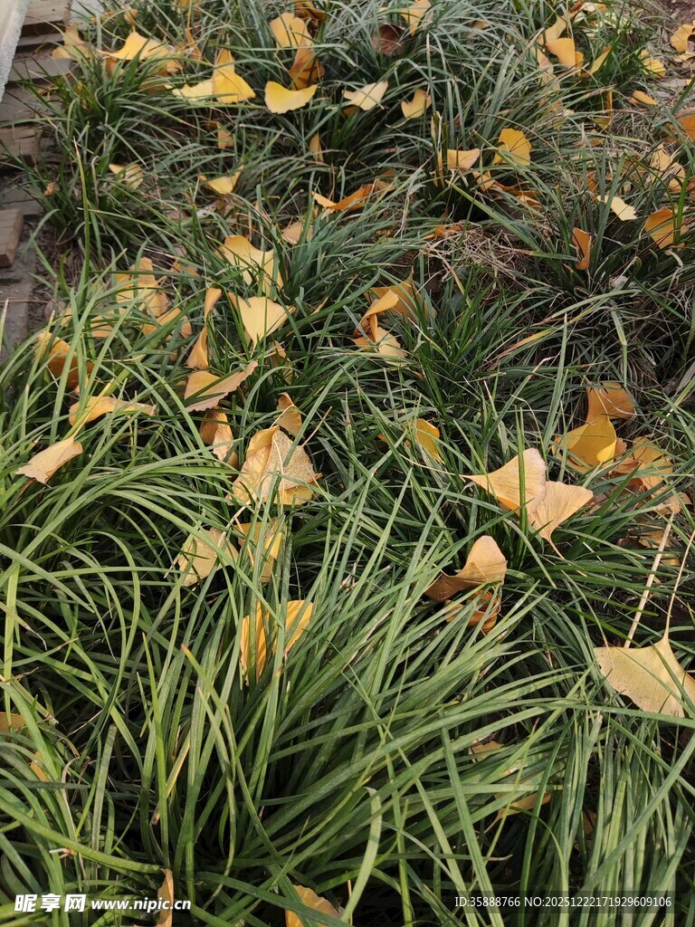 地上银杏叶与绿草景象