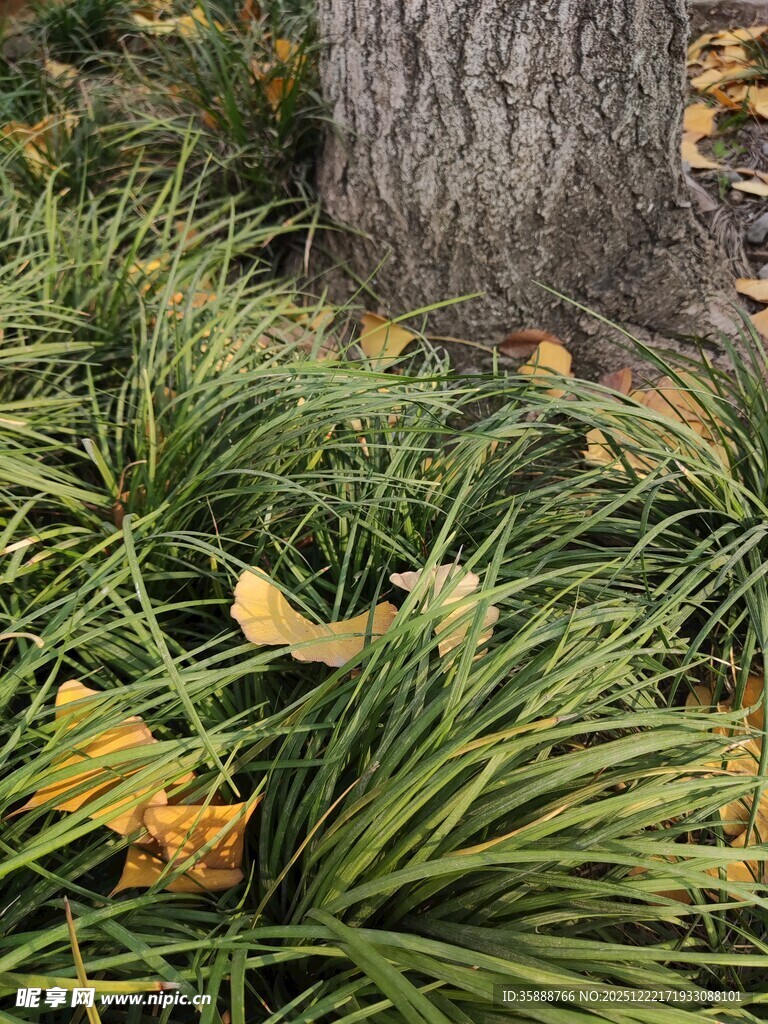 树下葱郁草丛与落叶