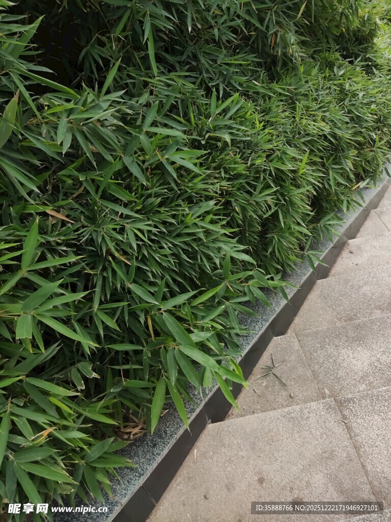 路边翠绿繁茂的竹林景观