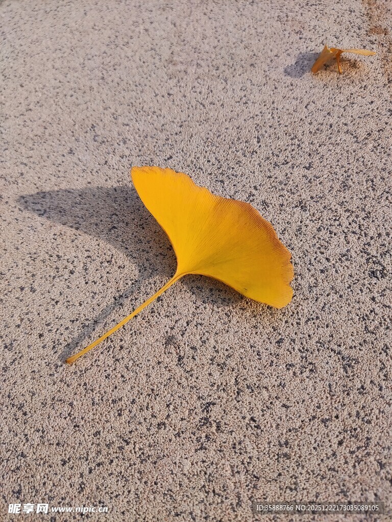 银杏叶静卧于地面