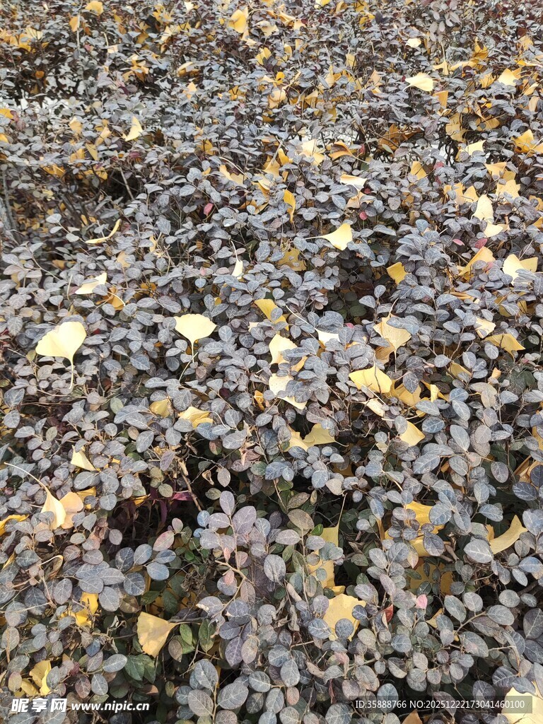 地面散落的多彩落叶