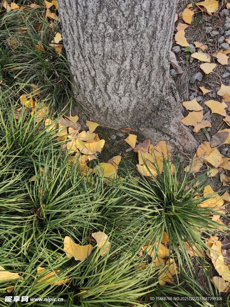 树下秋景落叶与绿植相伴