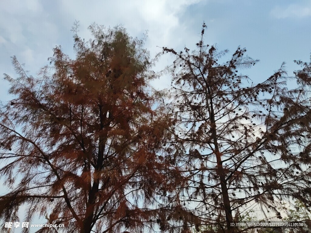 秋日红杉树景观