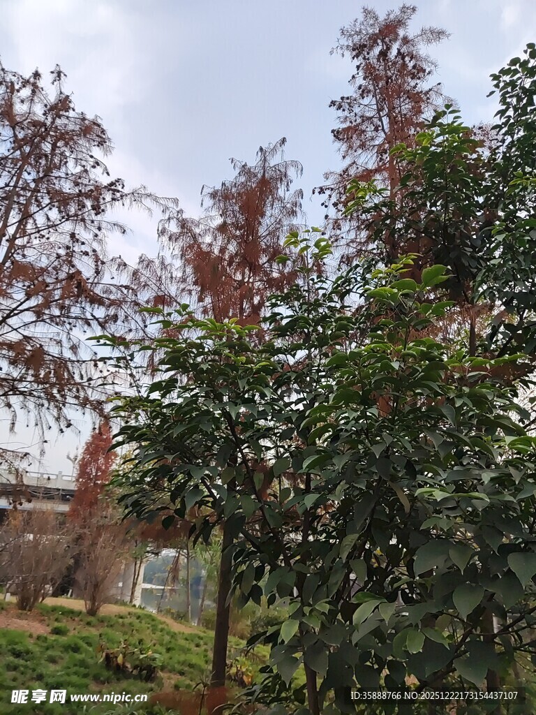 户外多彩树木景观