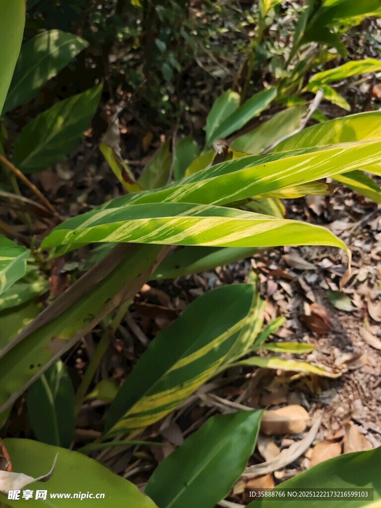 黄绿相间的植物叶片特写
