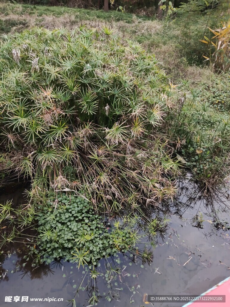 溪边繁茂绿植景观