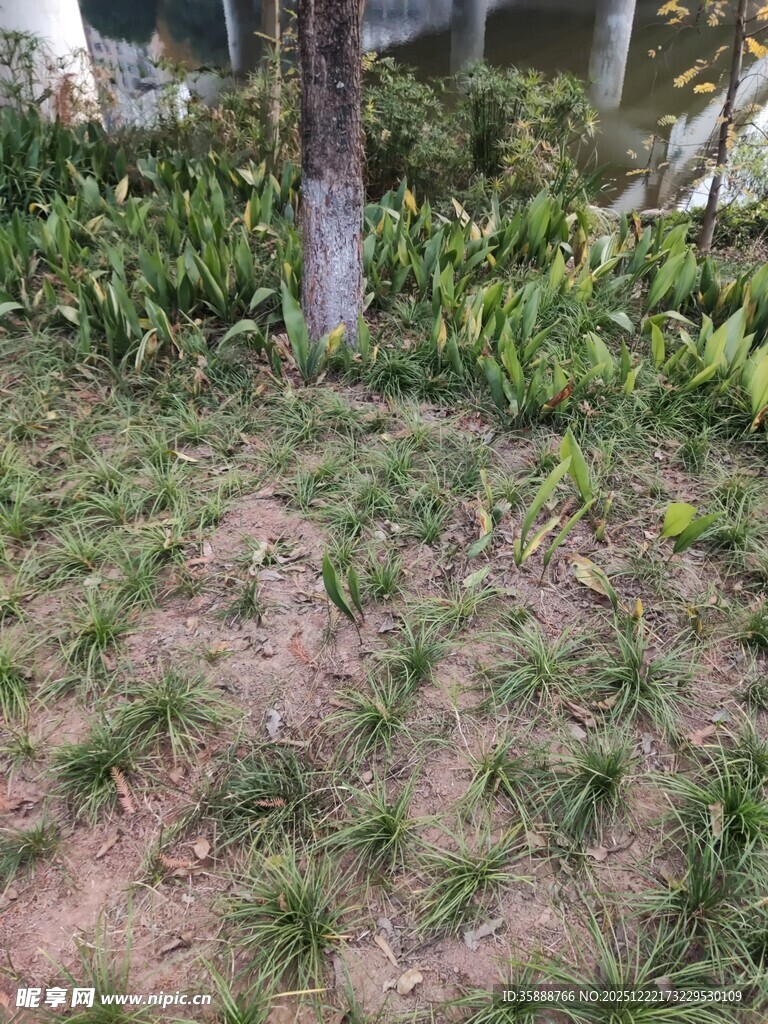 树下嫩绿小草景观