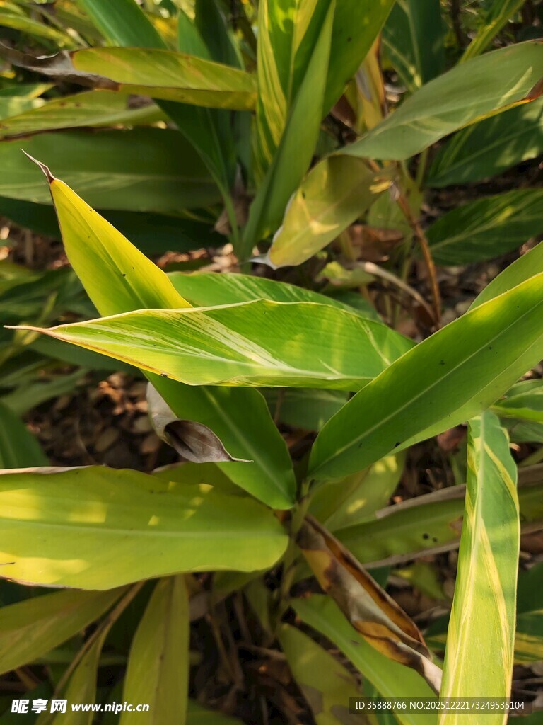 翠绿斑斓的观叶植物