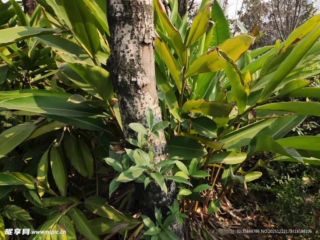 树干旁的繁茂绿植