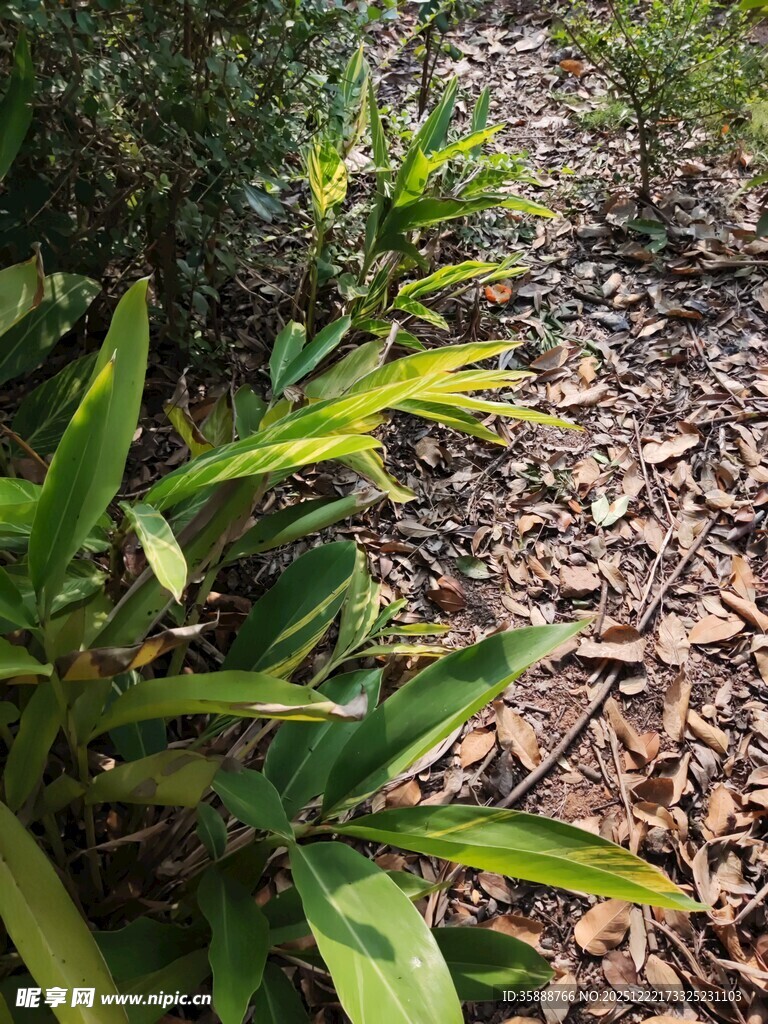 林间翠绿植物与枯叶景象
