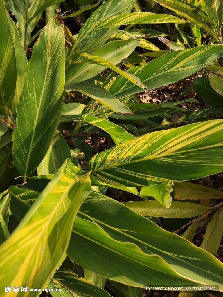 翠绿斑斓的植物叶片