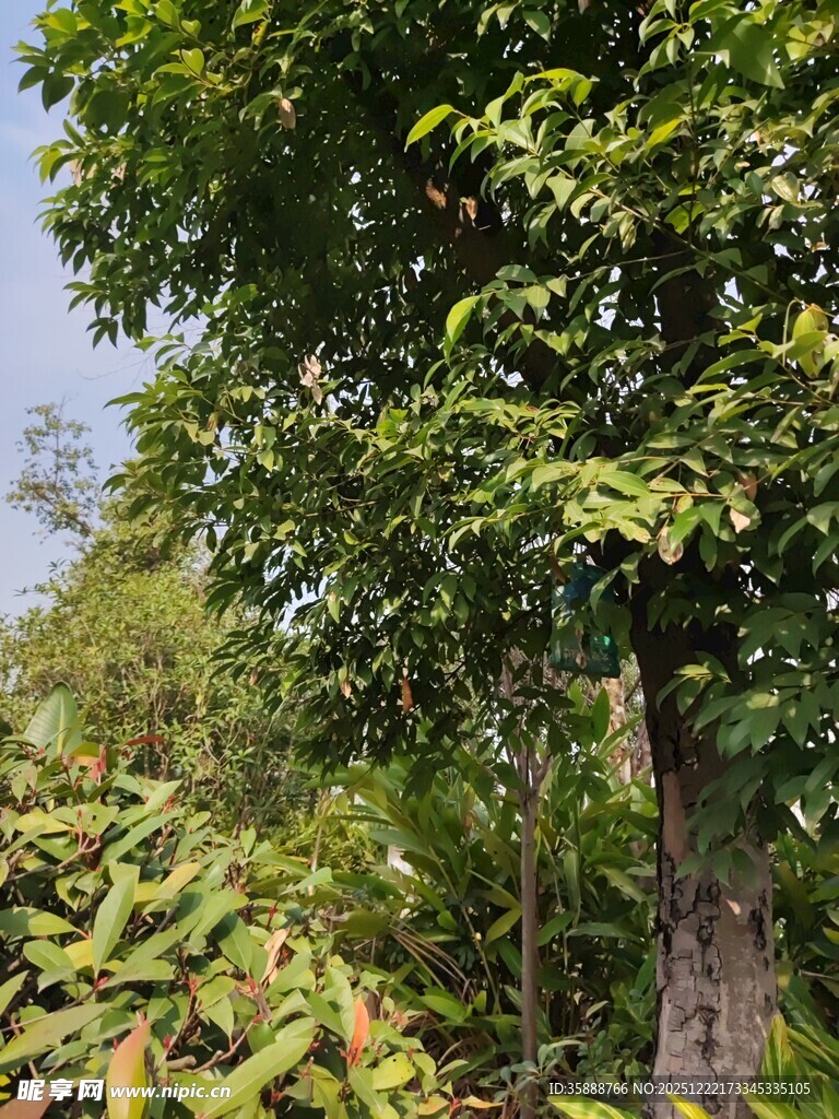 繁茂绿树与周边植物景观