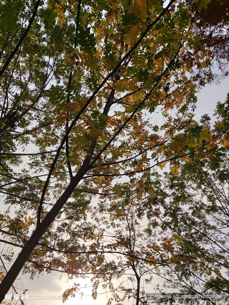 秋日树梢斑斓树叶景致