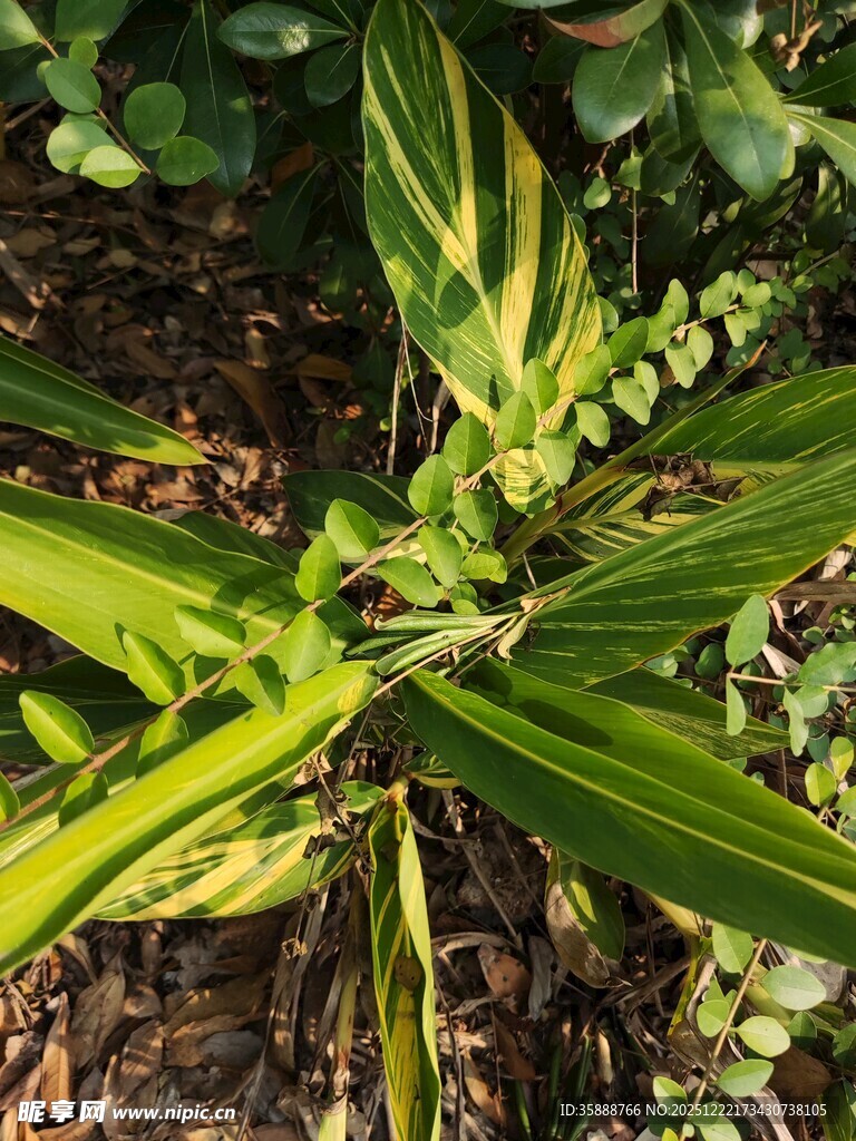 黄绿相间叶片的植物特写