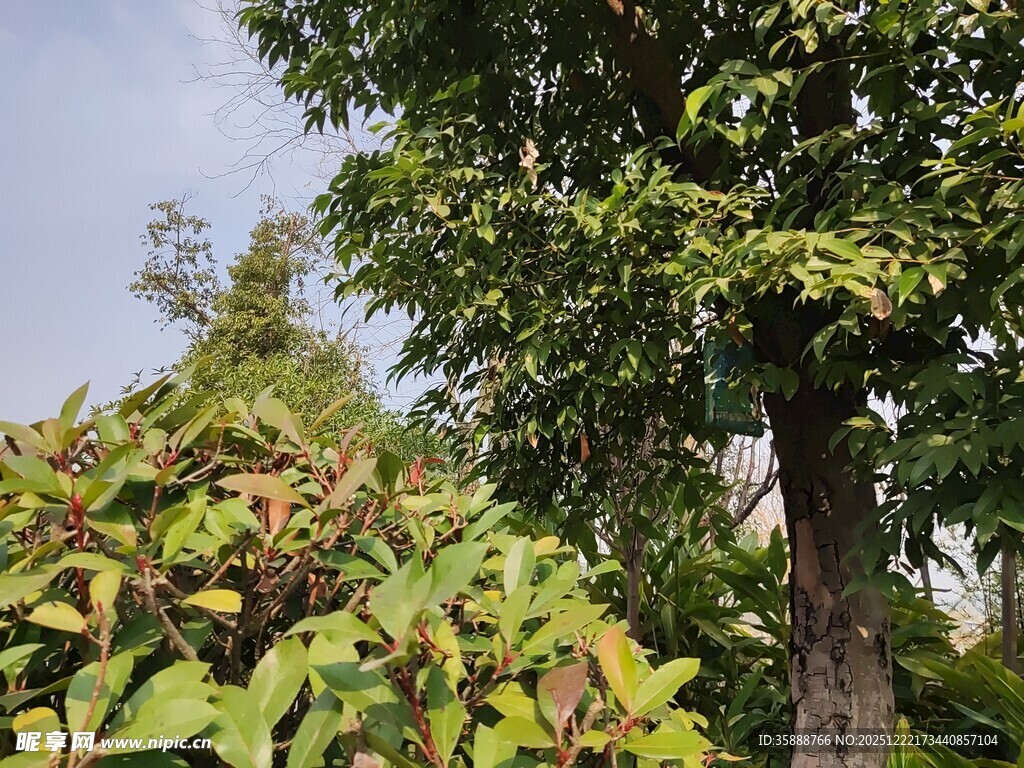 繁茂绿树与周边植物景观