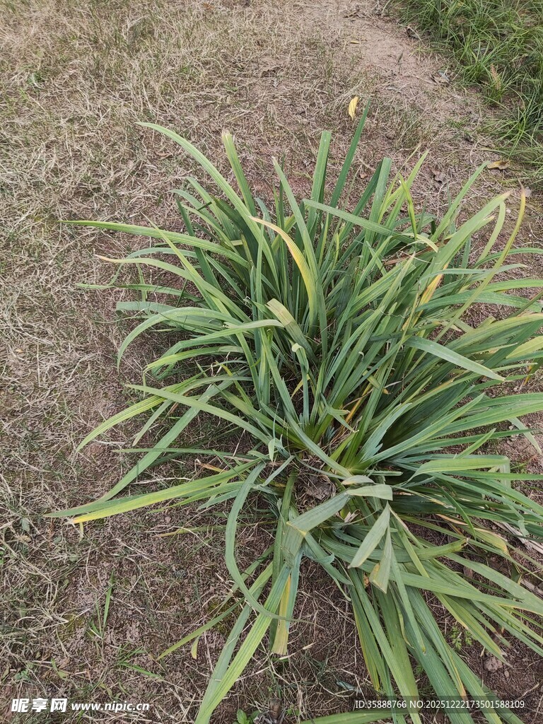 金边麦冬植物特写