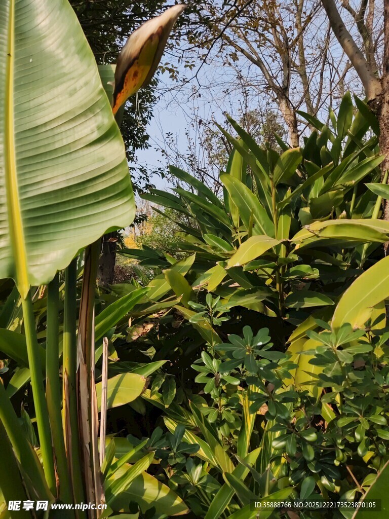 热带繁茂绿植景观