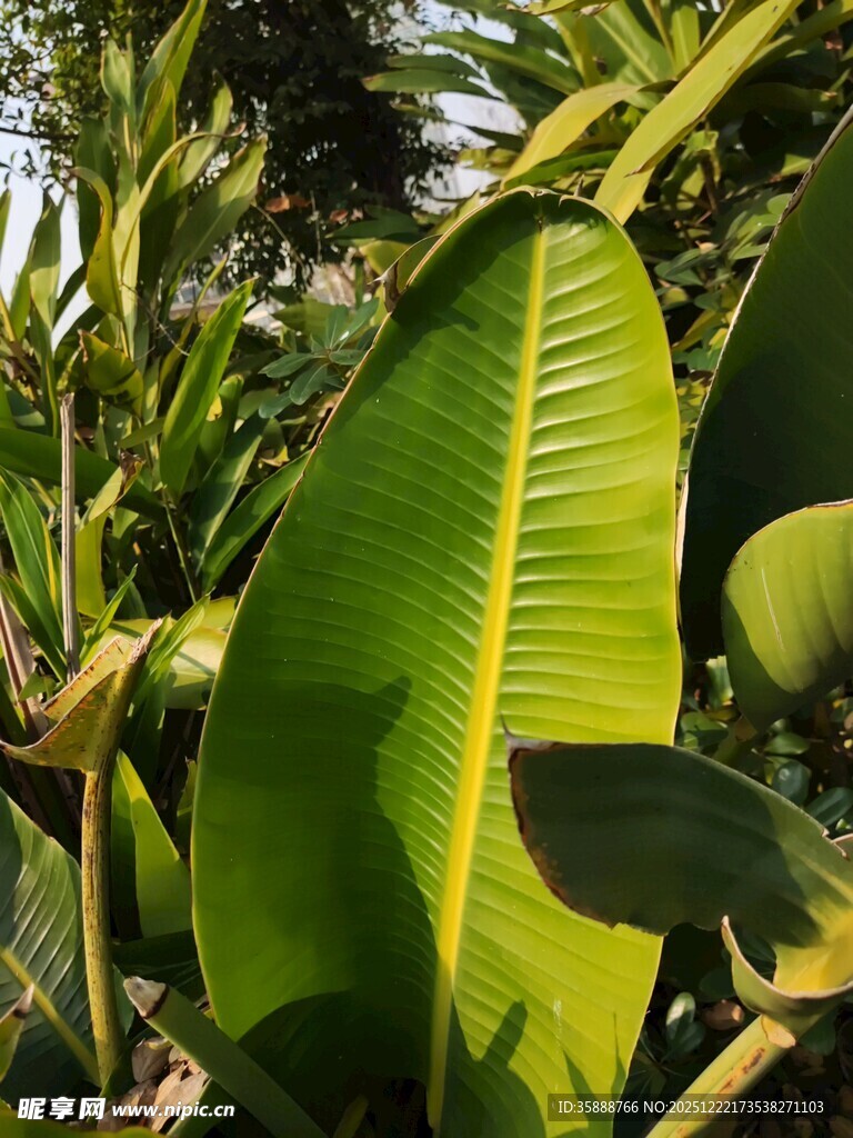 翠绿芭蕉叶尽显自然生机