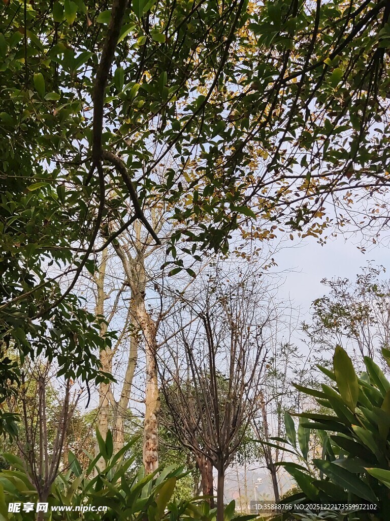 户外树木绿植景致