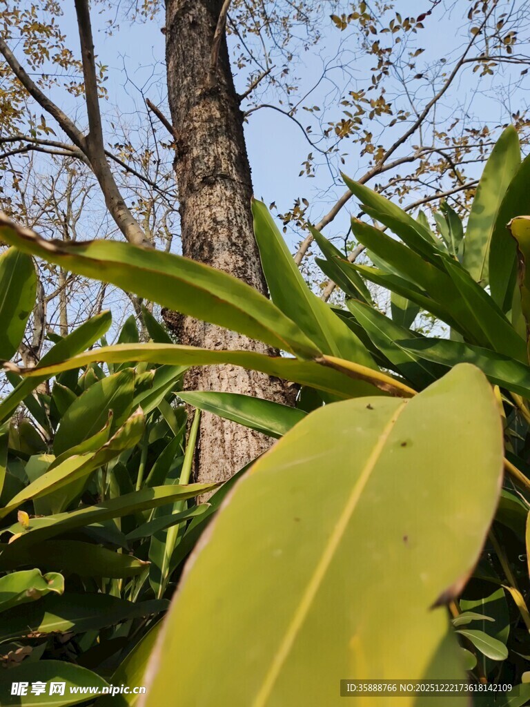 绿叶繁茂的热带植物景象