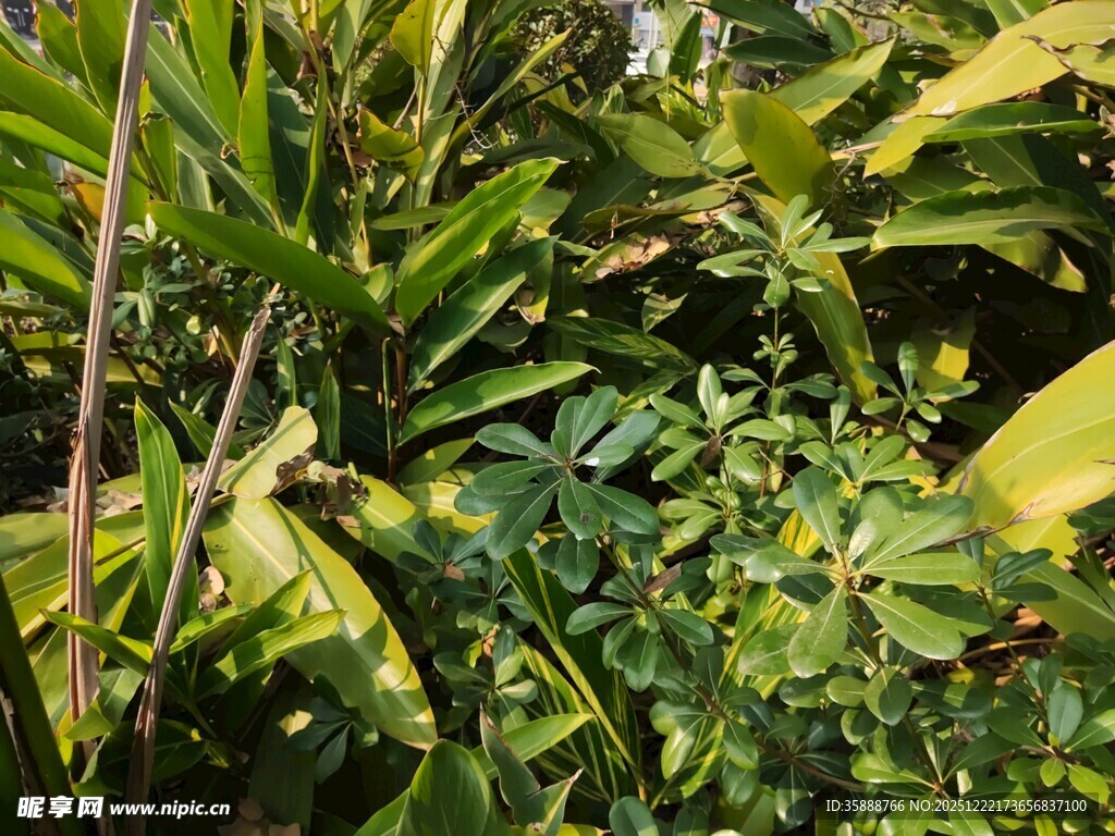 繁茂热带植物景观