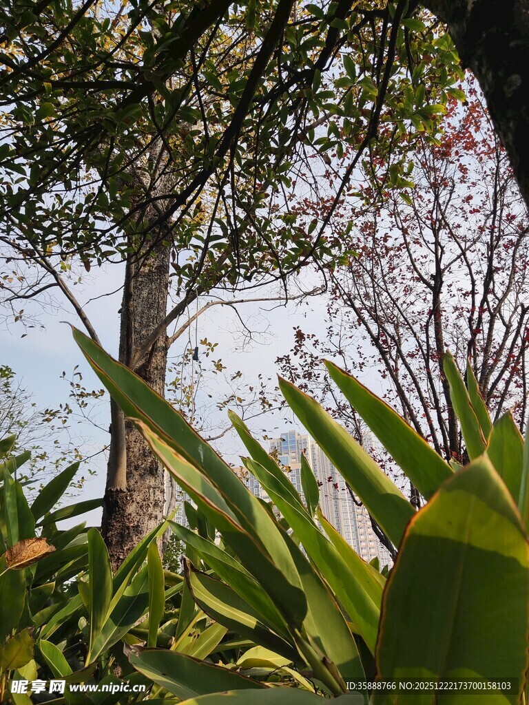 林间绿植与挺拔树木