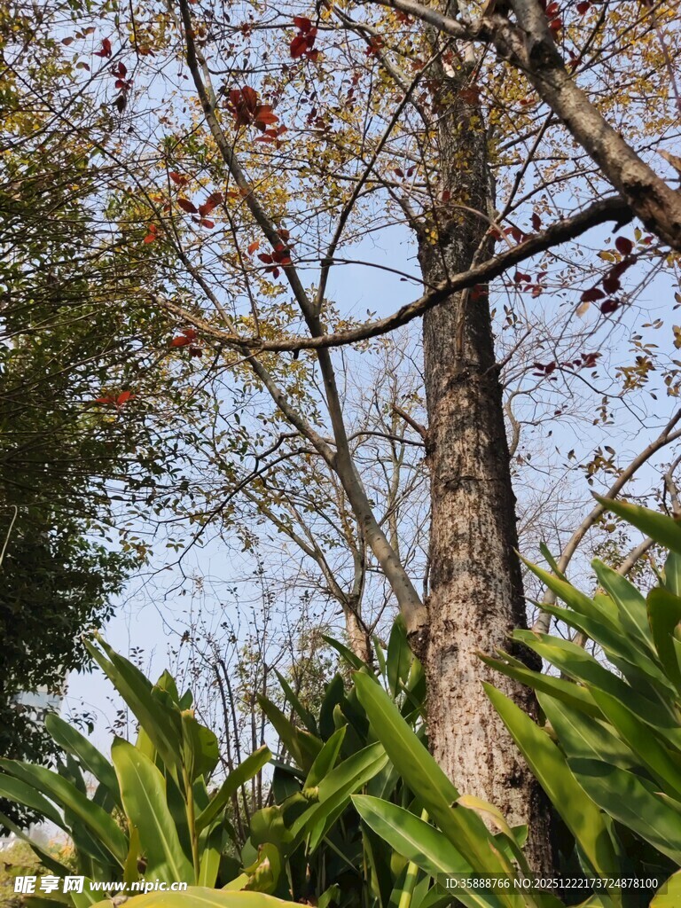 树干旁的繁茂绿植