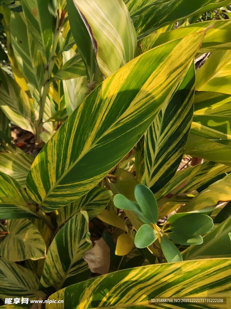 斑斓条纹叶片的热带植物