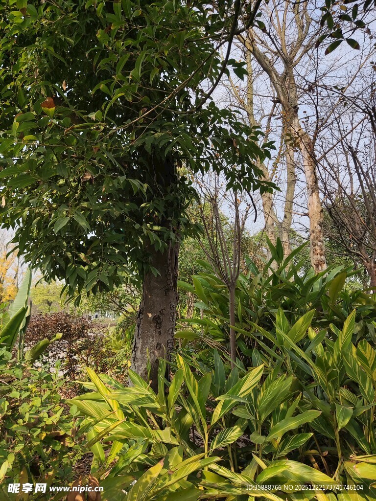 繁茂绿植环绕的树木